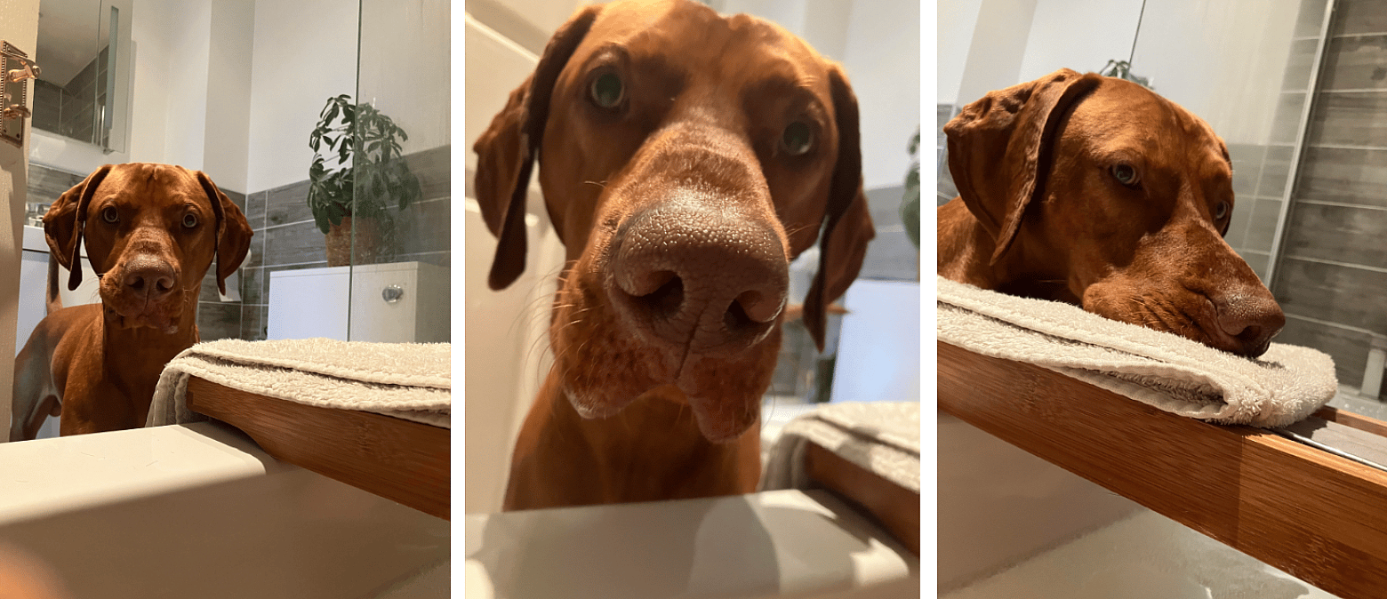 Vizslas are needy velcro dogs
